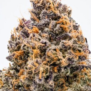 239402_Sugar_Cone_Nug_Shot_Dec2019-3