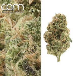 260567_818-headband-weedmaps